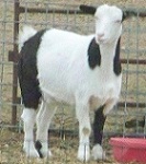 Libby